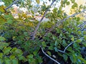 limpieza-de-techo-y-canaleta